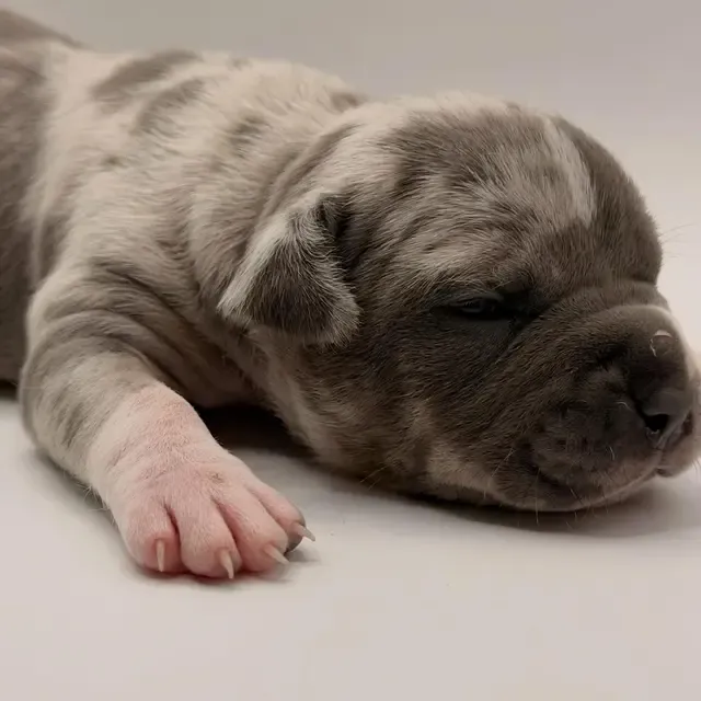 Millie photo 4